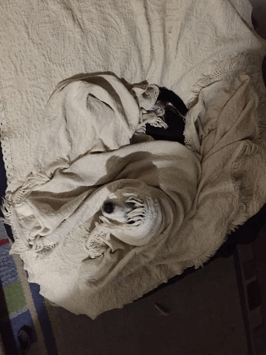 dog hiding in blanket